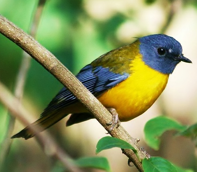 White-starred robin