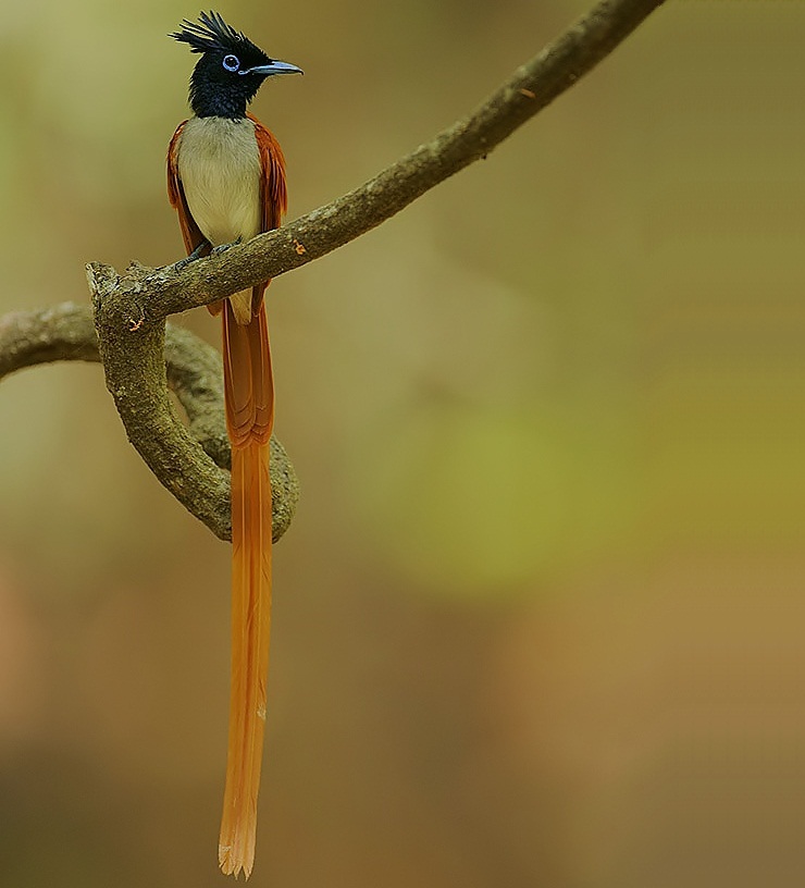 Asian paradise-flycatcher