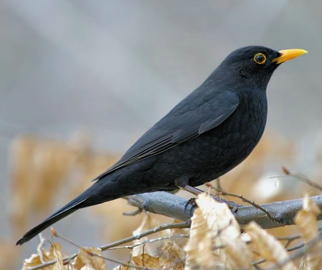 Eurasian blackbird