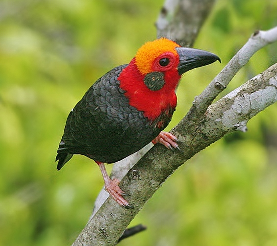 Bornean bristlehead