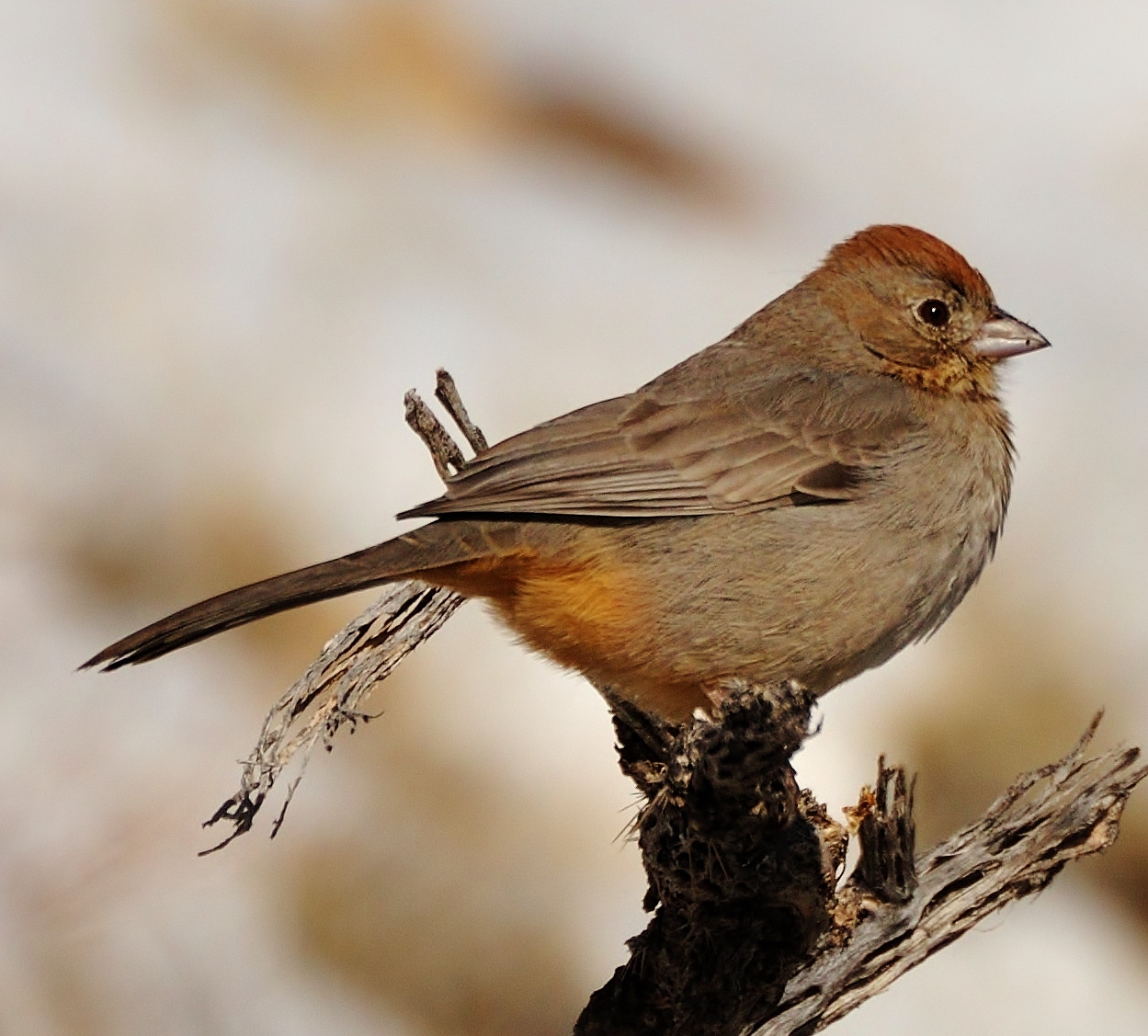 Canyon towhee