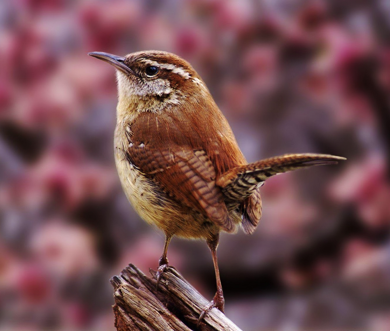 Carolina wren