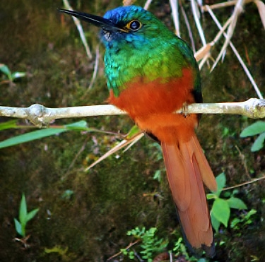 Coppery-chested jacamar