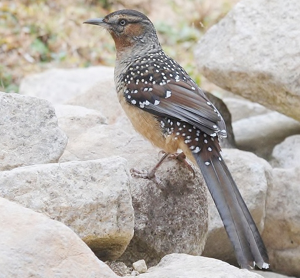 Giant laughingthrush