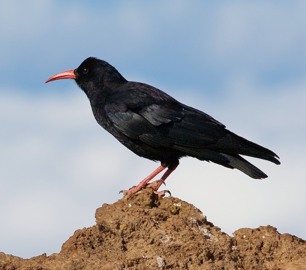 Red-billed chough