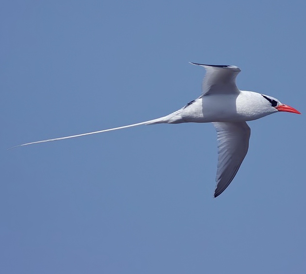 Red-billed tropicbird