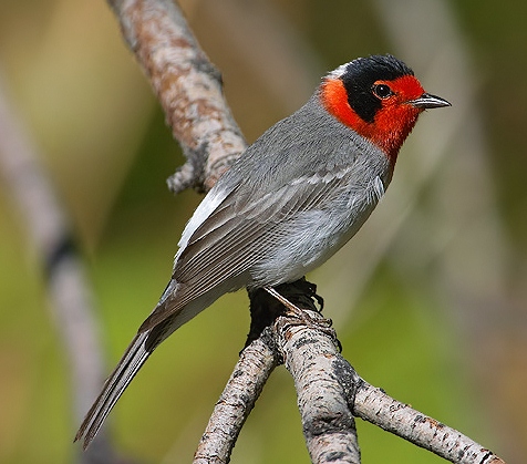 Red-faced warbler