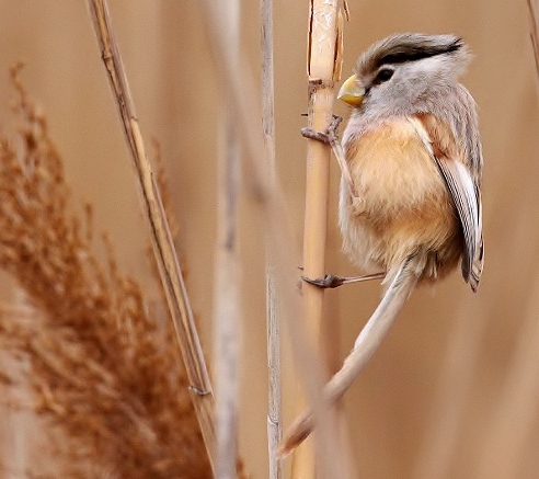 Reed parrotbill