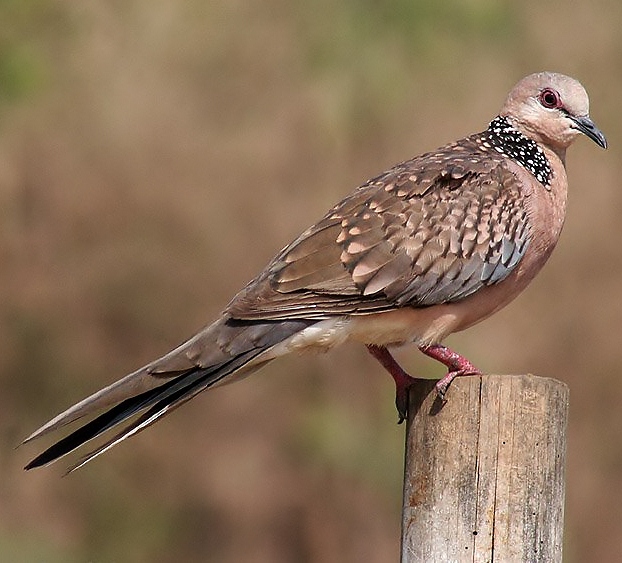 Spotted dove