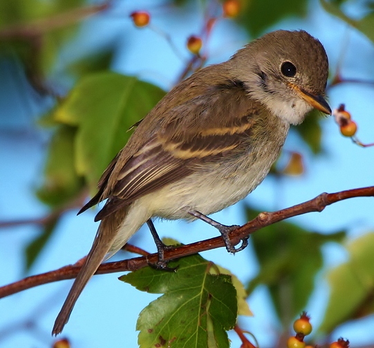 Willow flycatcher