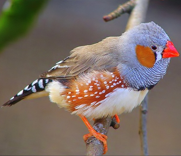 Zebra finch