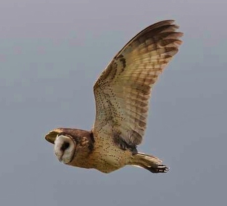 African grass-owl