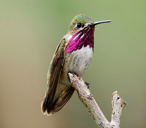 Calliope hummingbird