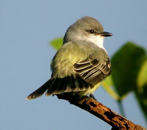 Chapada flycatcher