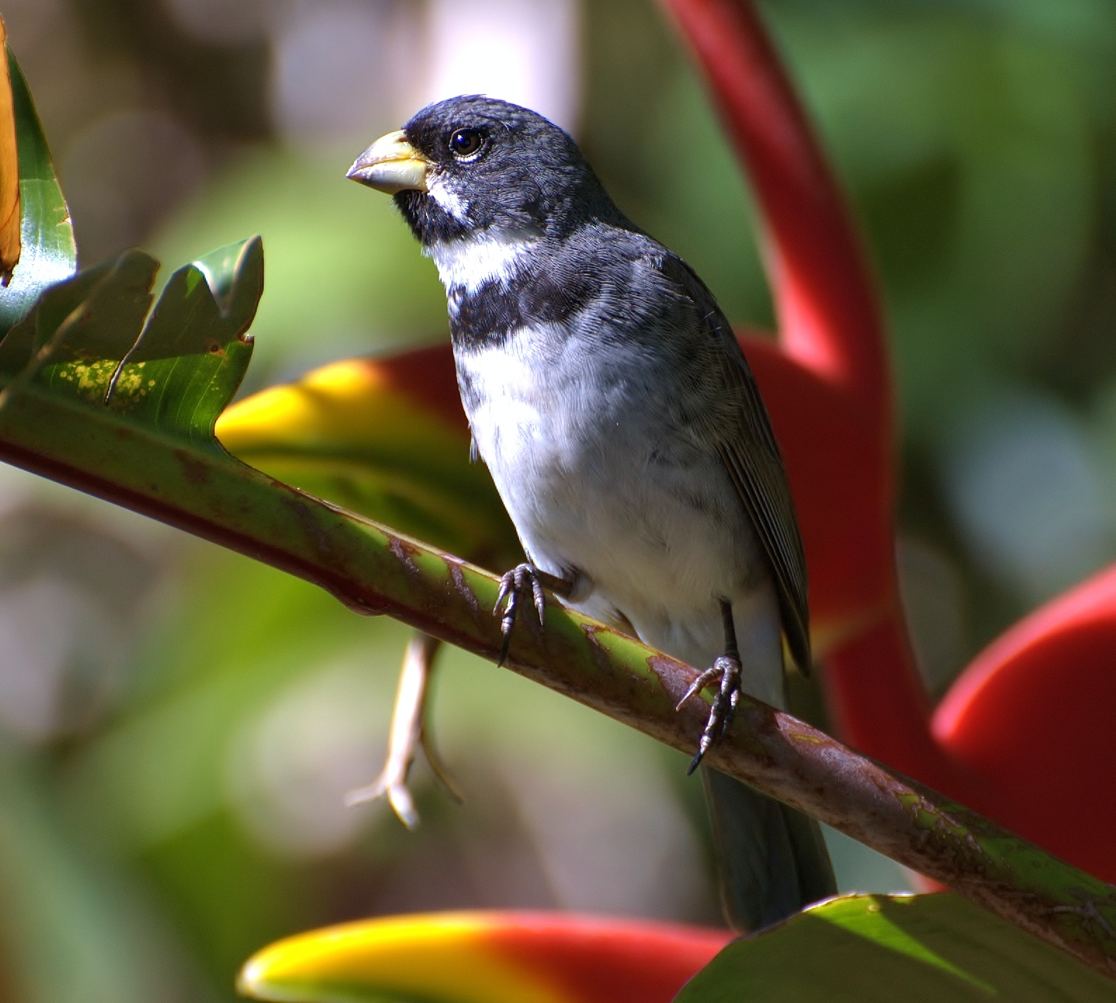 Double-collared seedeater