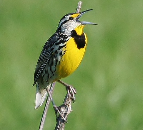 Eastern meadowlark