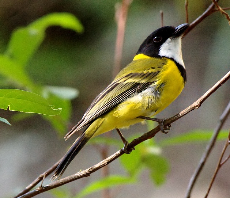 Golden whistler