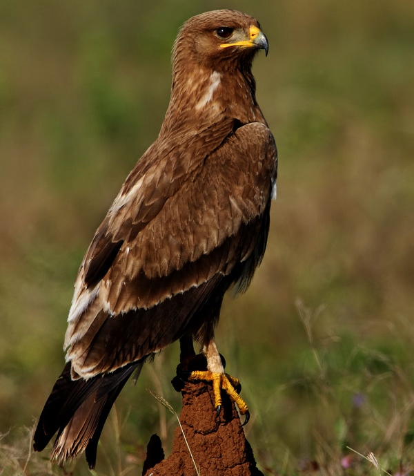 Indian spotted eagle