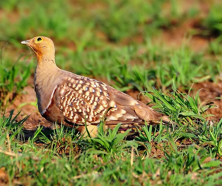 Namaqua sandgrouse