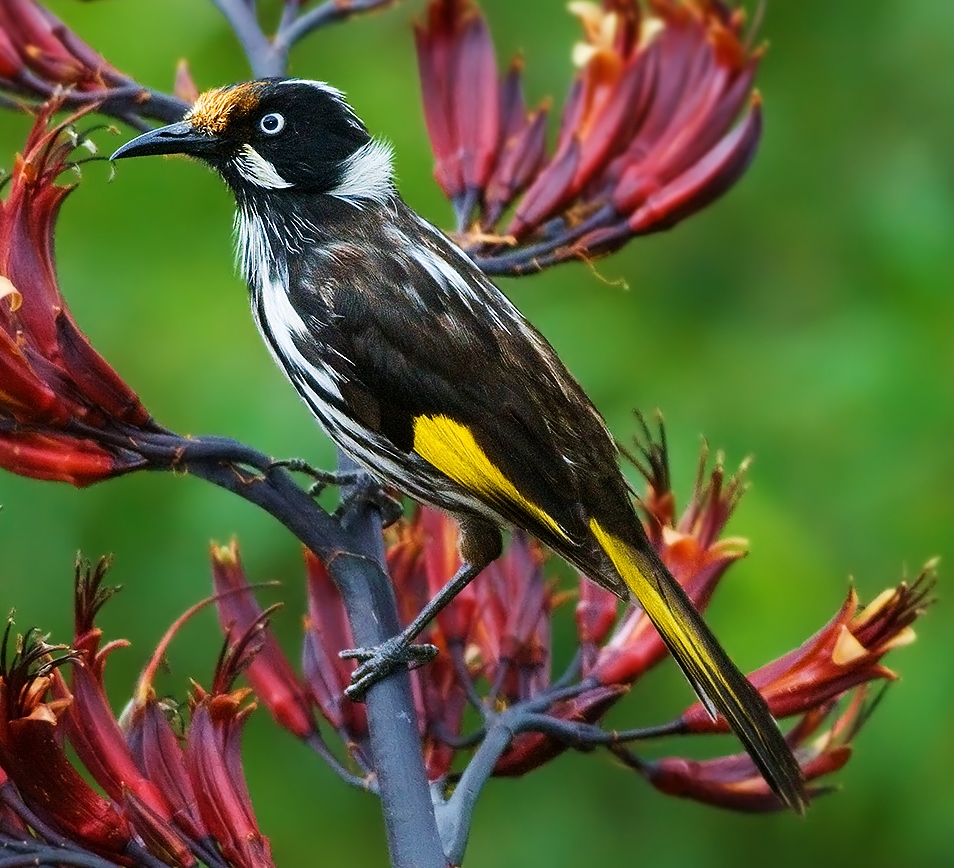 New Holland honeyeater