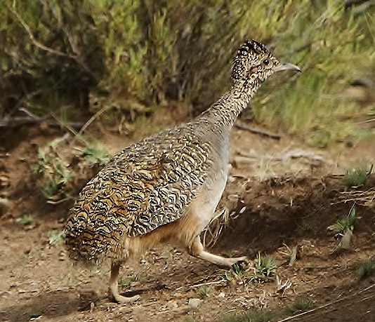 Ornate tinamou