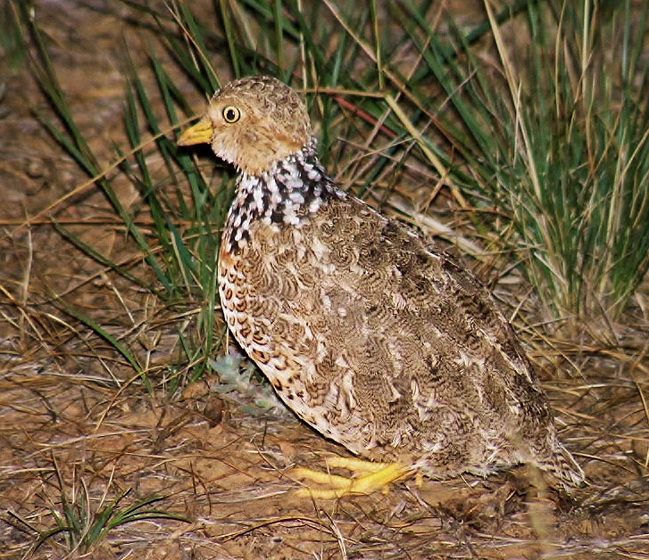 Plains-wanderer