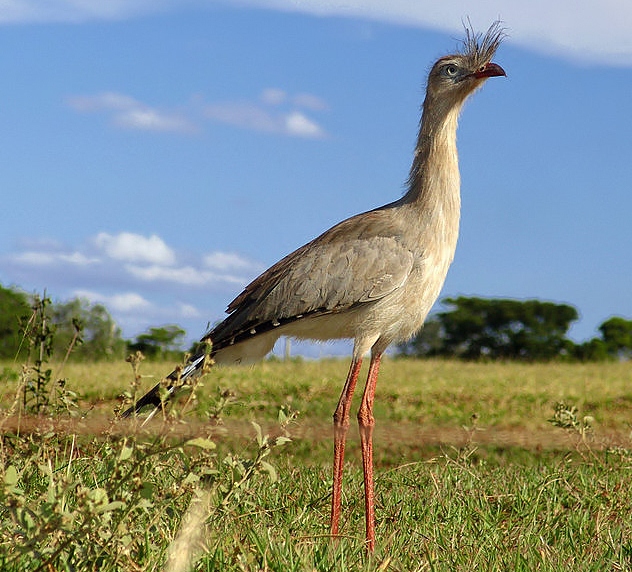 Red-legged seriema