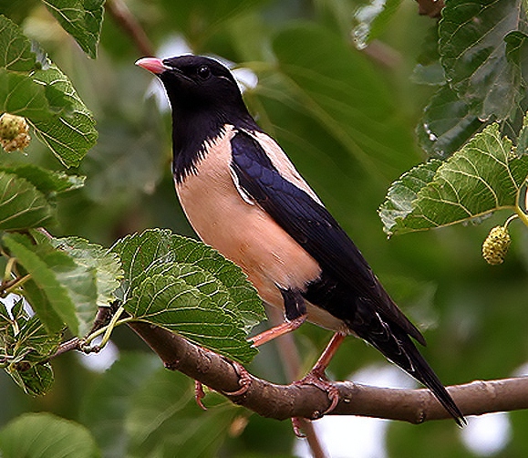 Rosy starling