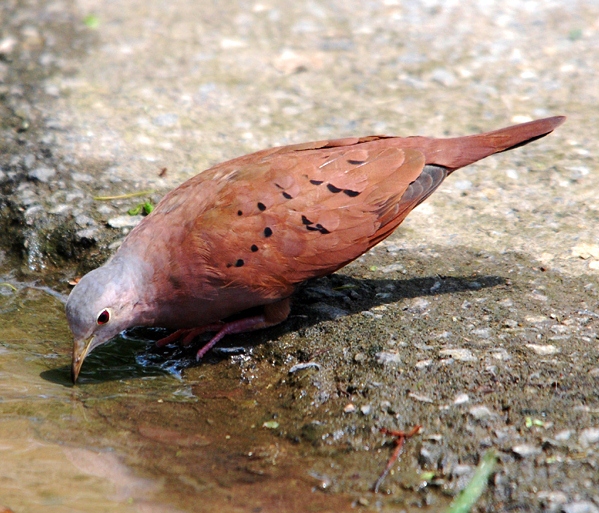 Ruddy ground-dove