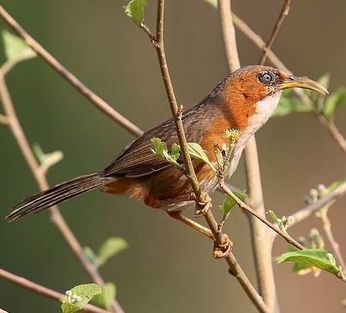 Rusty-cheeked scimitar-babbler