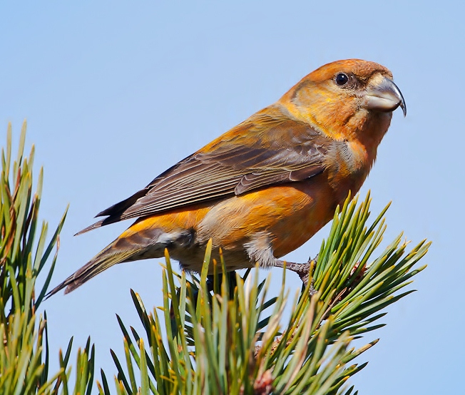 Scottish crossbill