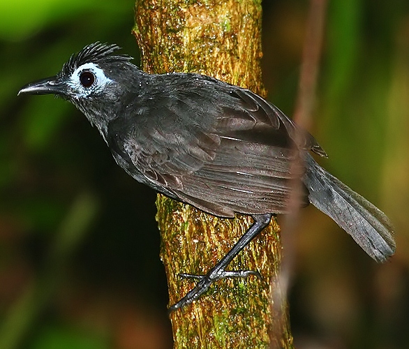 Sooty antbird