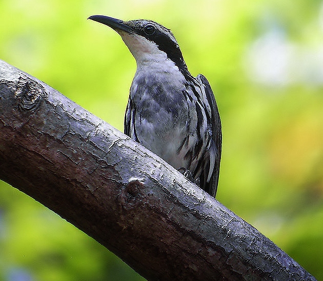 Stripe-sided rhabdornis