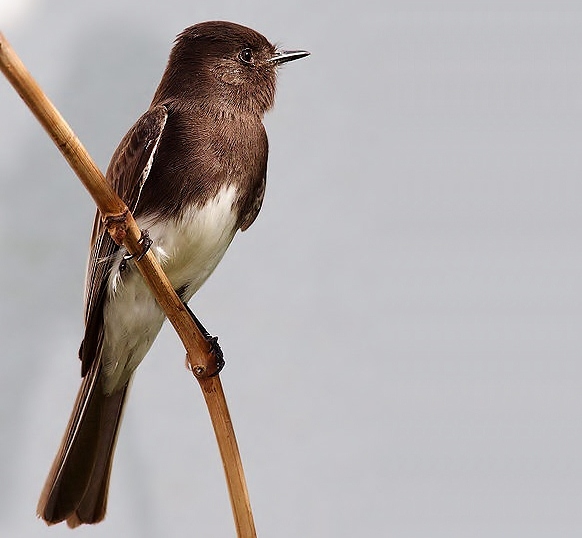 Black phoebe