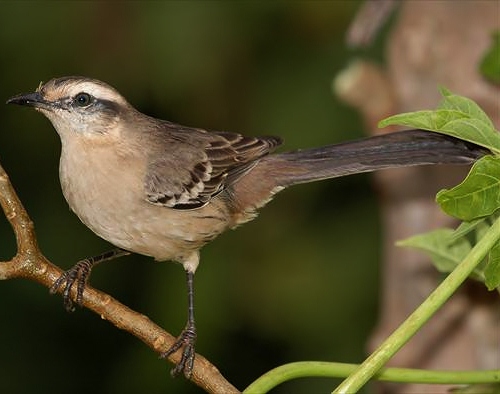 Chalk-browed mockingbird