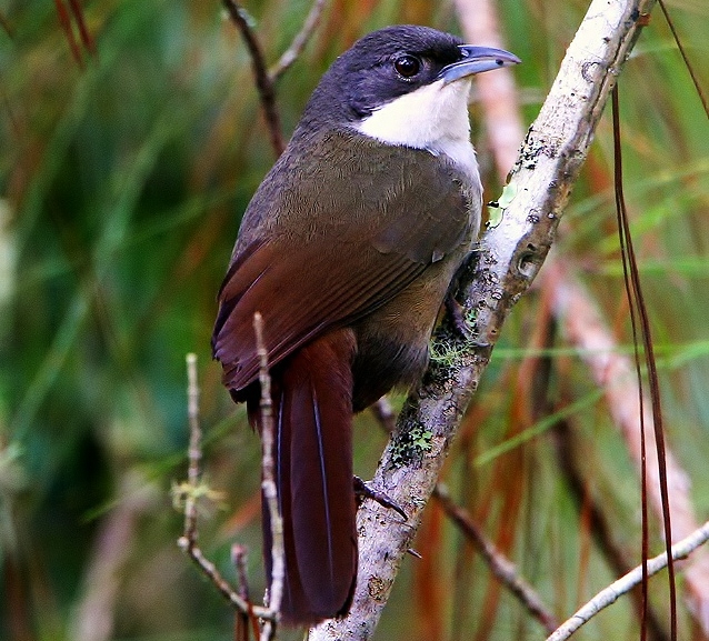 Chat tanager