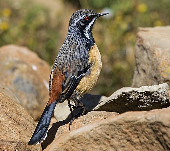 Drakensberg rockjumper