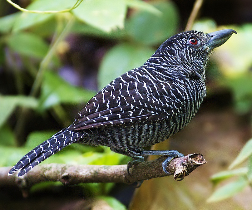 Fasciated antshrike