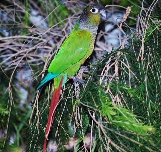 Green-cheeked parakeet