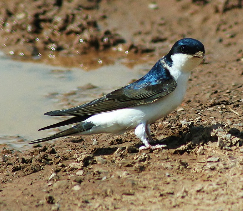 House martin