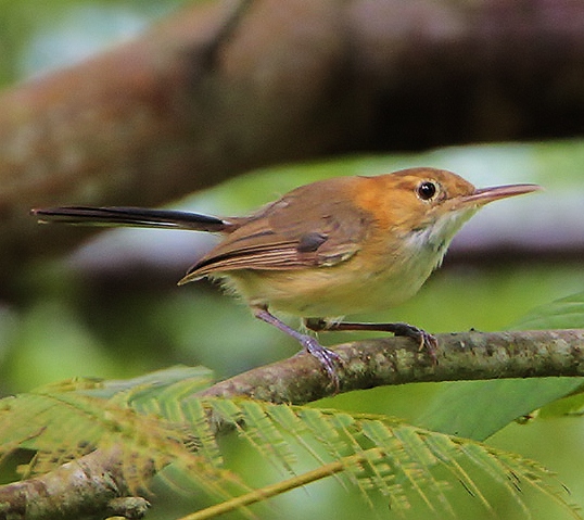 Long-billed gnatwren