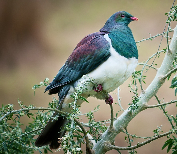 New Zealand pigeon