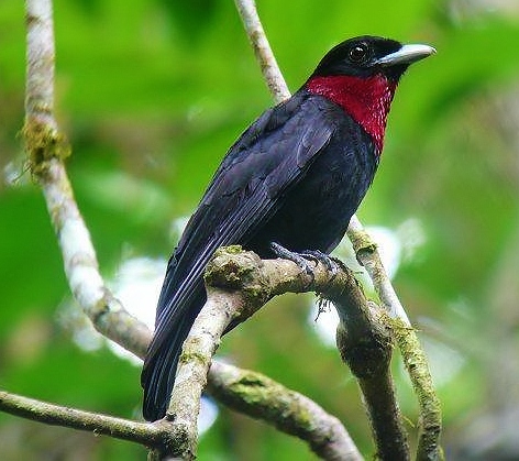 Purple-throated fruitcrow