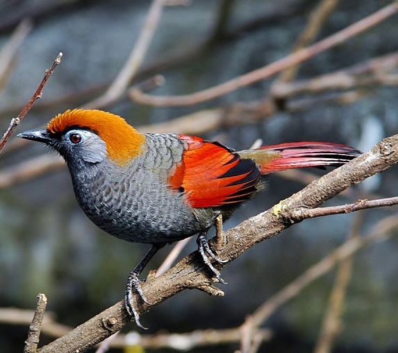 Red-tailed laughingthrush