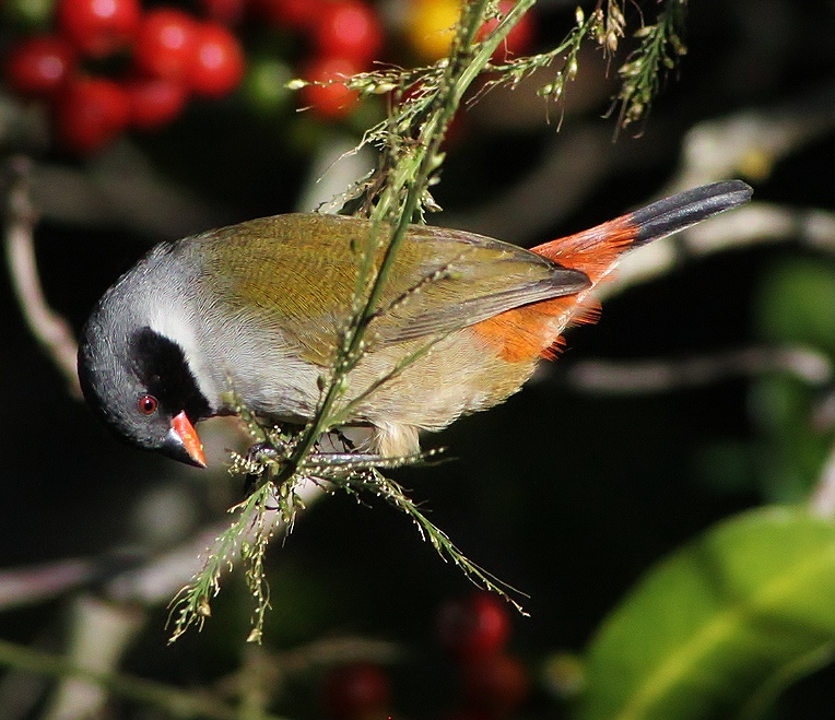 Swee waxbill