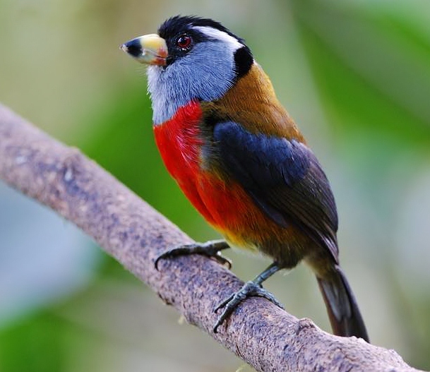 Toucan barbet