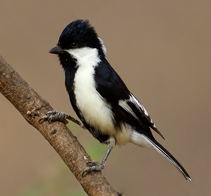 White-naped tit