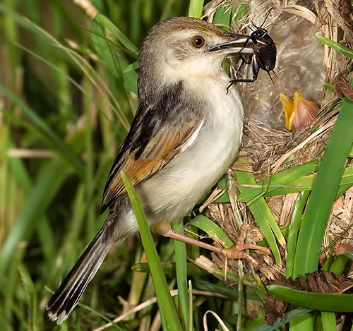 Winding cisticola