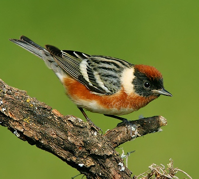 Bay-breasted warbler