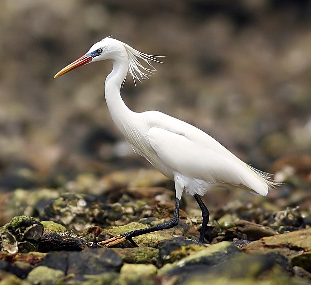 Chinese egret